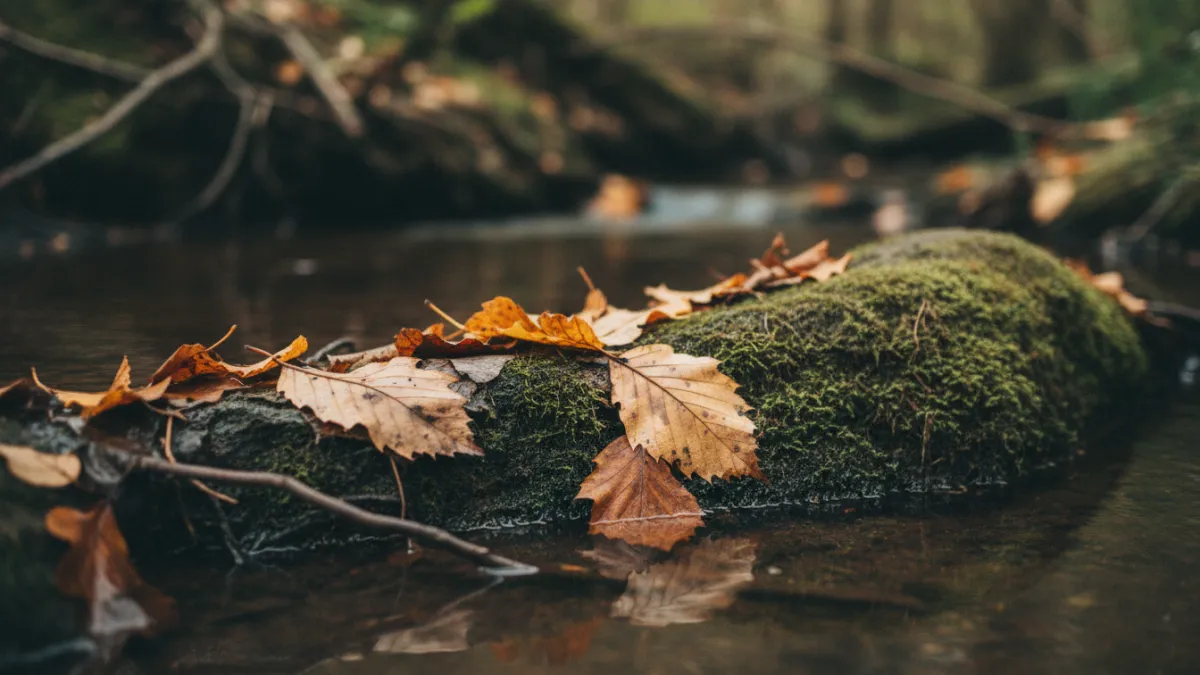Poumon de la planète : pourquoi l'Amazonie ne suffit pas
